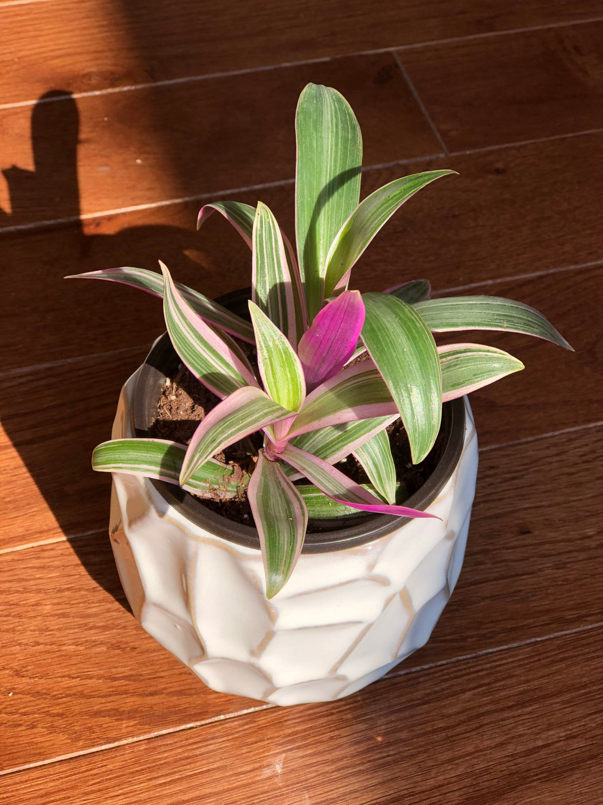 Rare Tradescantia - Rhoeo tricolor - purple variegated wandering Jew -  Mosses in the cradle - Beautiful Easy Care indoor plant