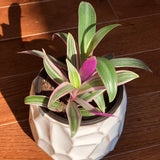 Rhoeo tricolor - Rare Tradescantia