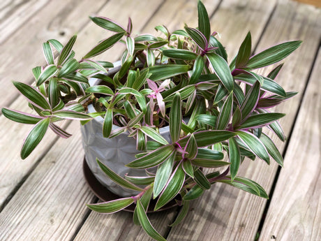 Tradescantia plant Rare -  Purple color leave - Mosses in the cradle