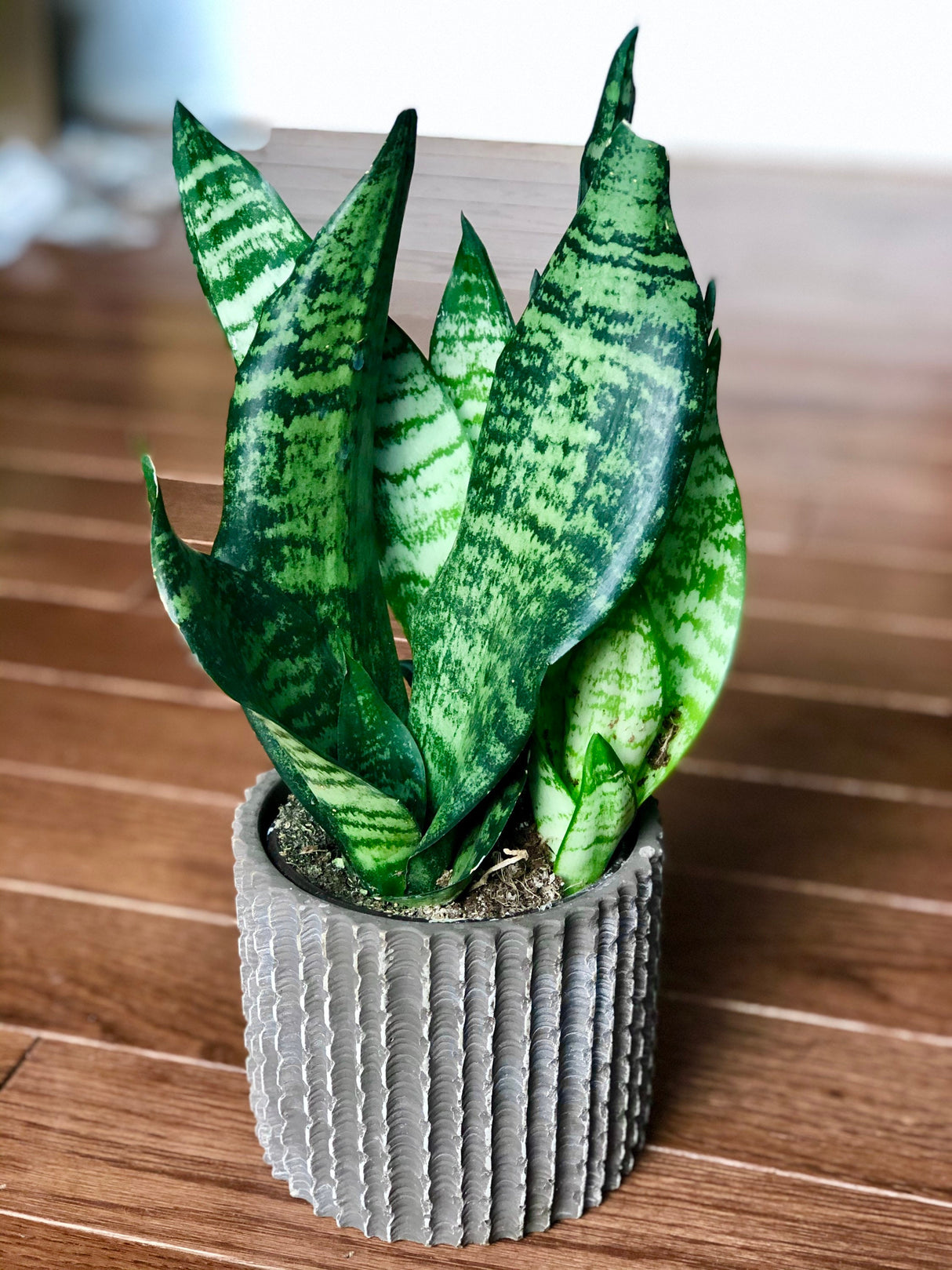 Snake Plant , Air purifying plant, Best indoor air purifier, Low light houseplant, Sansevieria plant, Easy care houseplant