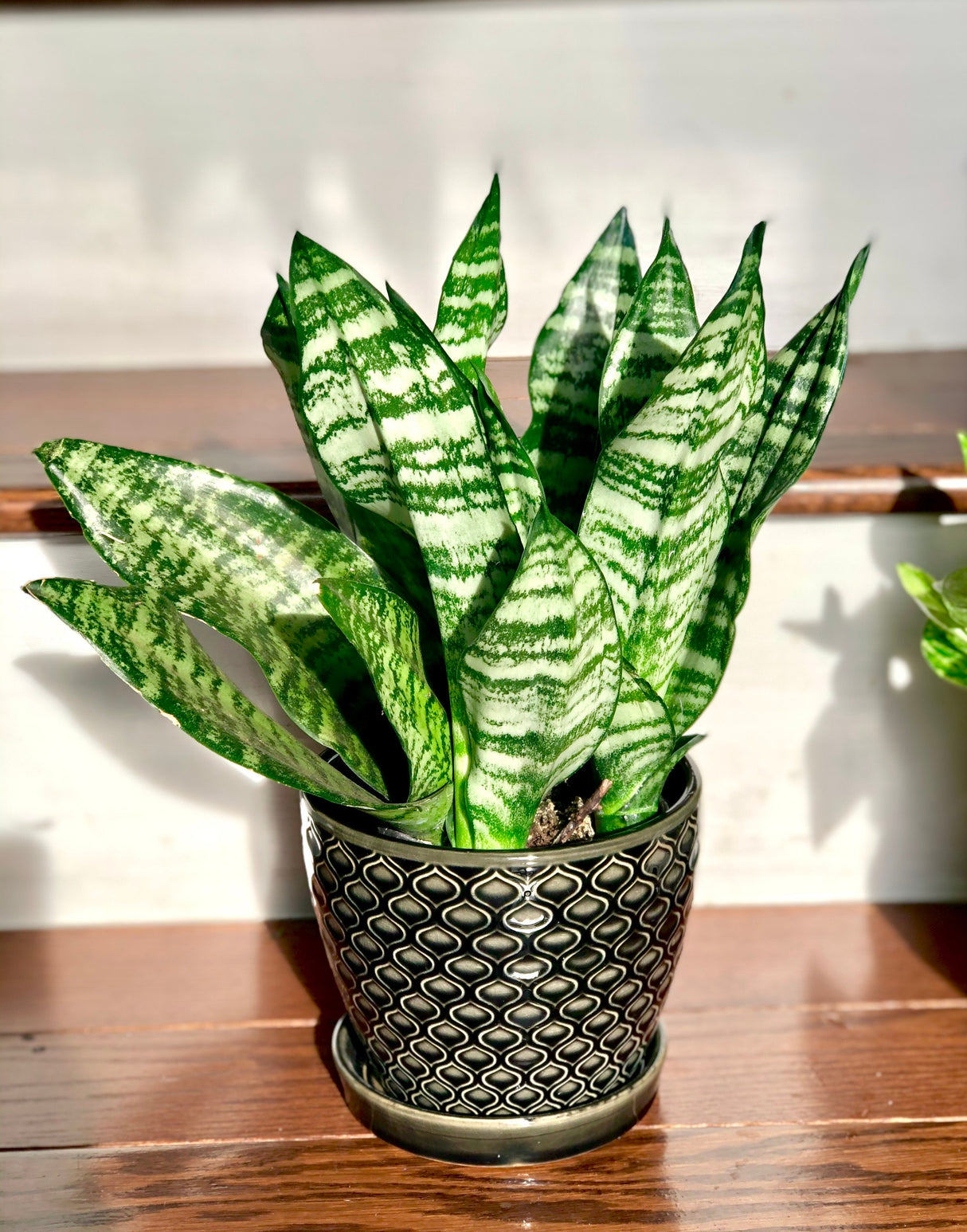 Snake Plant , Air purifying plant, Best indoor air purifier, Low light houseplant, Sansevieria plant, Easy care houseplant