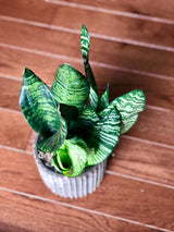 Snake Plant , Air purifying plant, Best indoor air purifier, Low light houseplant, Sansevieria plant, Easy care houseplant