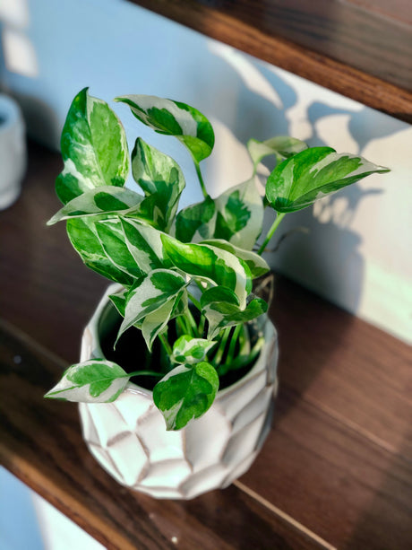 RARE N’Joy Pothos Plant - Variegated easy care houseplant - Rare low light indoor plant, shelf, table, hanging basket plant, vine plant