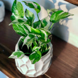 RARE N’Joy Pothos Cuttings