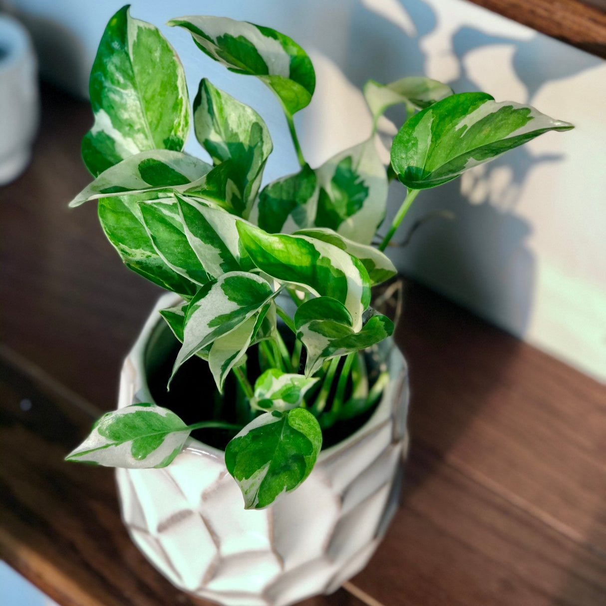 RARE N’Joy Pothos nursery pot