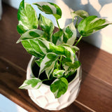 RARE N’Joy Pothos Cuttings