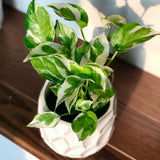 RARE N’Joy Pothos nursery pot