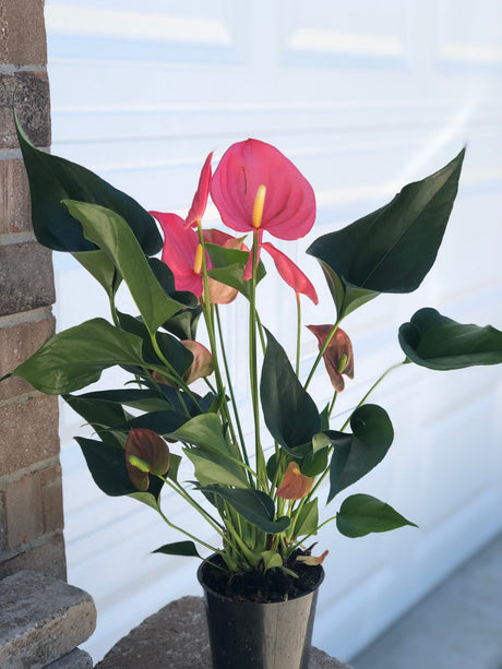 Anthurium Flowering 6” Easy Care Hardy Houseplant - Low Light Indoor Plant - Adds beauty and air purification - Live indoor Flower Plant