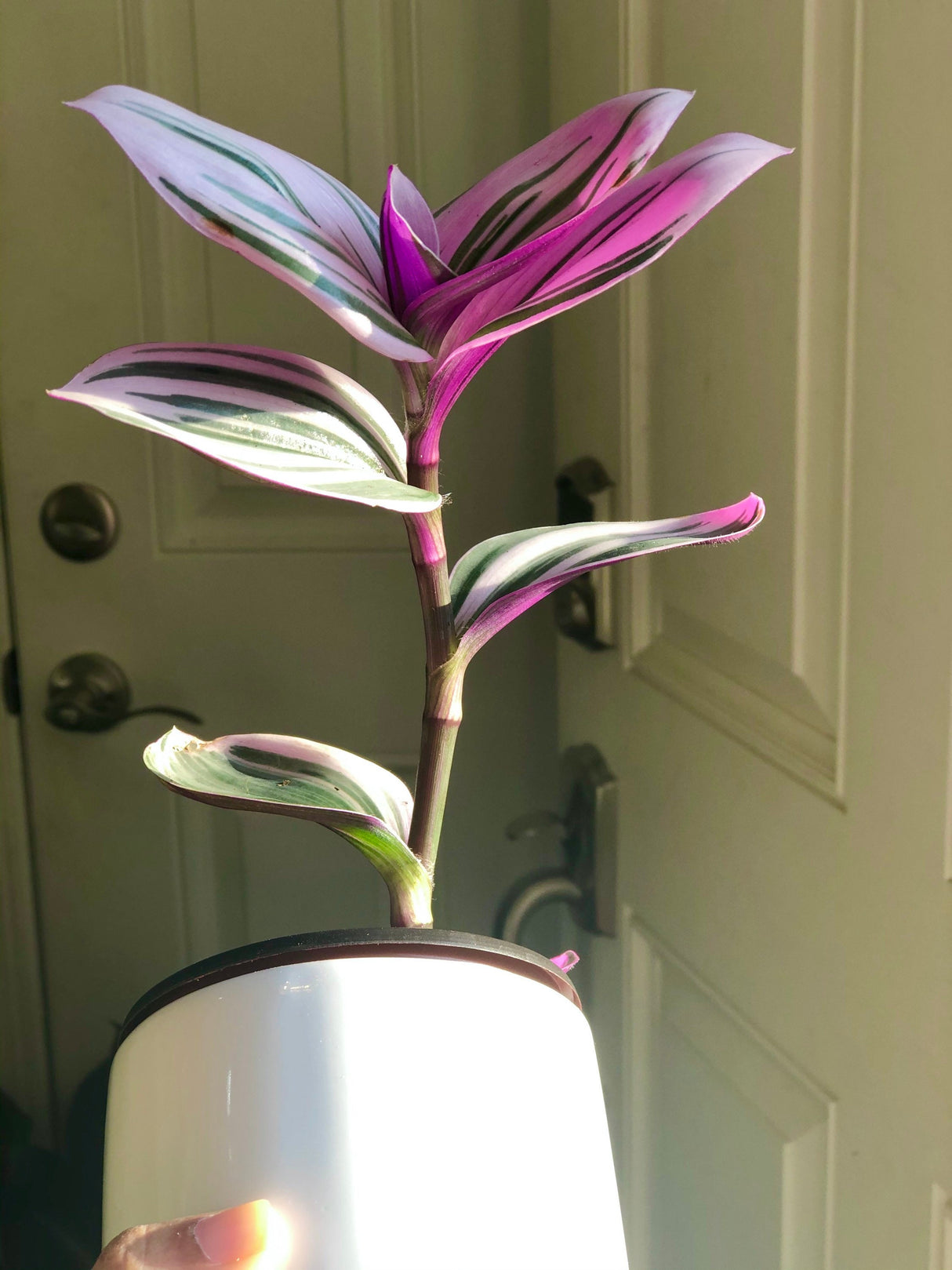 Rare Tradescantia Nanouk Lilac Plant | Rare Tradescantia Pot | Rare Pink Wandering Jew  | Easy care hardy indoor houseplant in a nursery pot