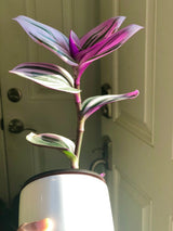 Rare Tradescantia Nanouk Lilac Plant | Rare Tradescantia Pot | Rare Pink Wandering Jew  | Easy care hardy indoor houseplant in a nursery pot