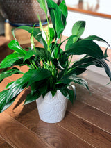 Peace Lily Indoor plant in a NurseryPot - Indoor easy care flowering houseplant - Air purifier plant