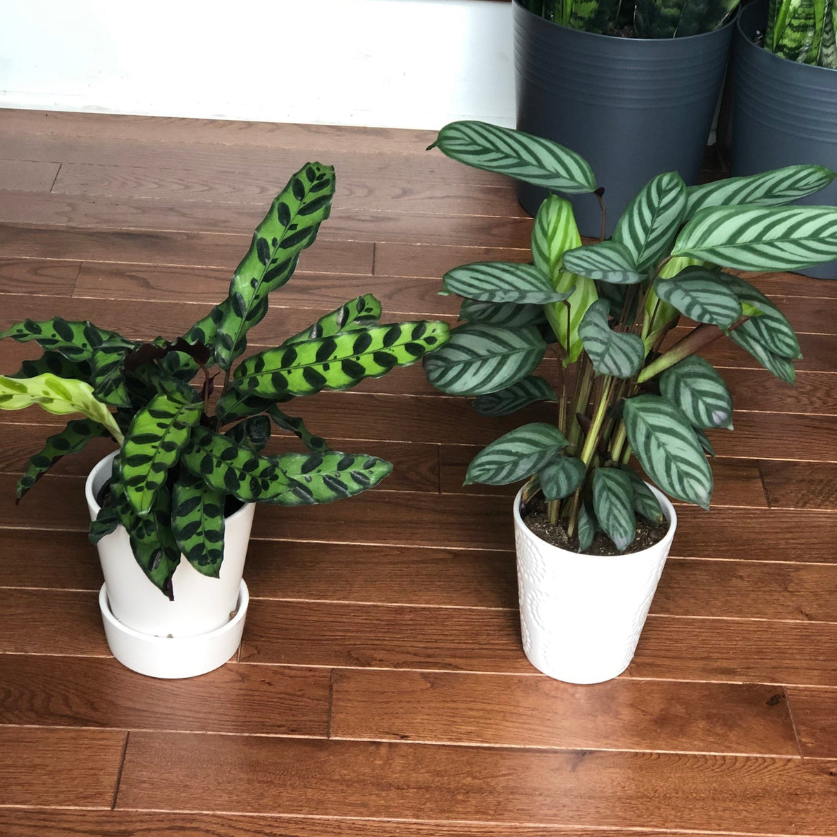 Rattlesnake Calathea - Lancifolia - Indoor calathea plant