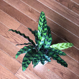 Rattlesnake Calathea - Lancifolia - Indoor calathea plant