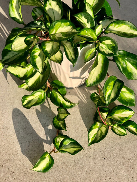 Rare Hoya Carnosa Krimson Princess Live Plant - Very rare full grown long vine - Indoor Hardy Plant - Hoya plant - Indoor air purifier