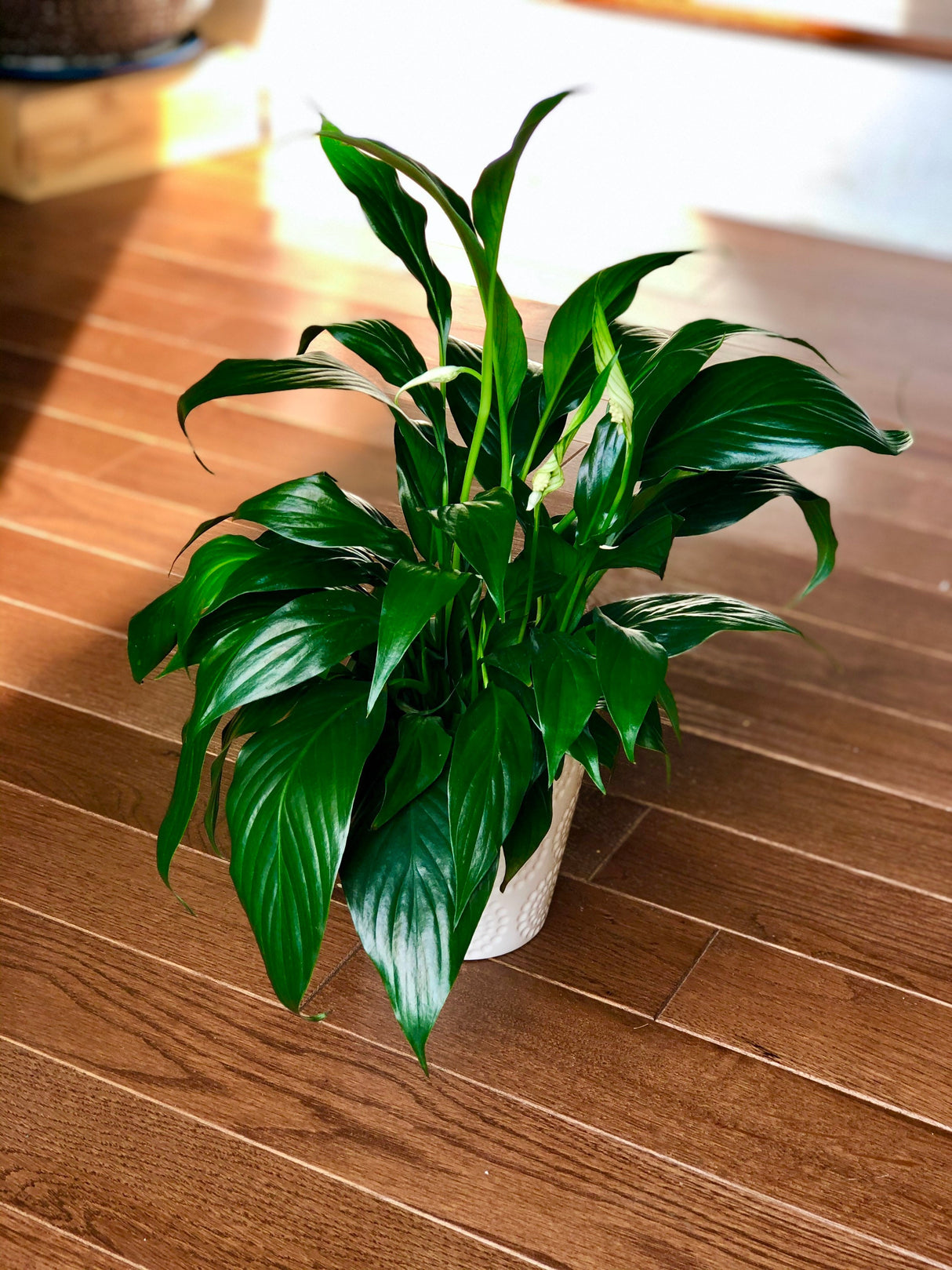 Peace Lily Indoor plant in a NurseryPot - Indoor easy care flowering houseplant - Air purifier plant