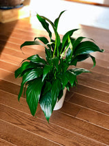 Peace Lily Indoor plant in a NurseryPot - Indoor easy care flowering houseplant - Air purifier plant