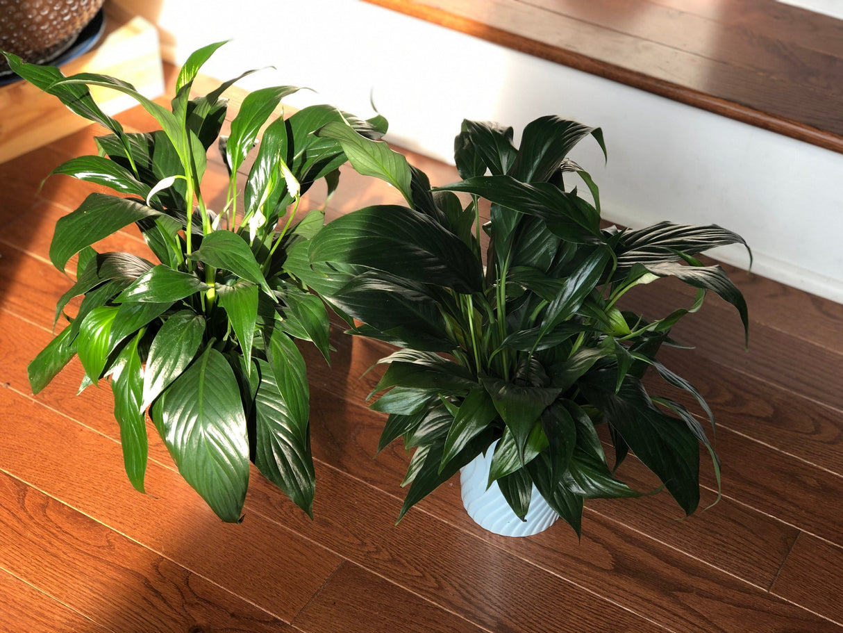 Peace Lily Indoor plant in a NurseryPot - Indoor easy care flowering houseplant - Air purifier plant