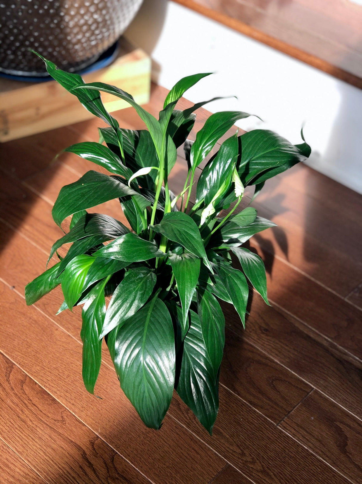 Peace Lily Indoor plant in a NurseryPot - Indoor easy care flowering houseplant - Air purifier plant