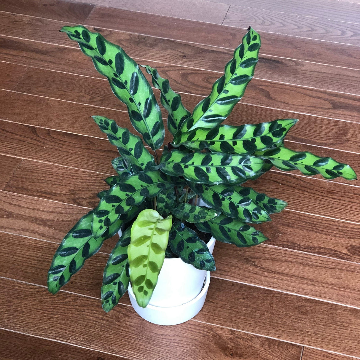 Rattlesnake Calathea - Lancifolia - Indoor calathea plant