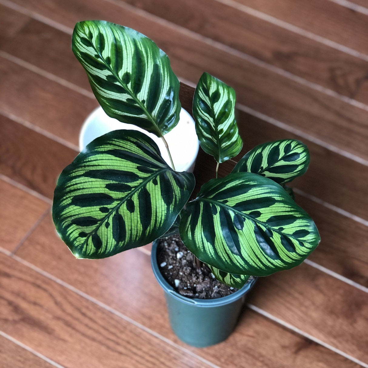 Rare Calathea makoyana in a 2" nursery pot easy care houseplant - Beautiful Peacock Calathea - Air purifier plant - Rare Houseplant