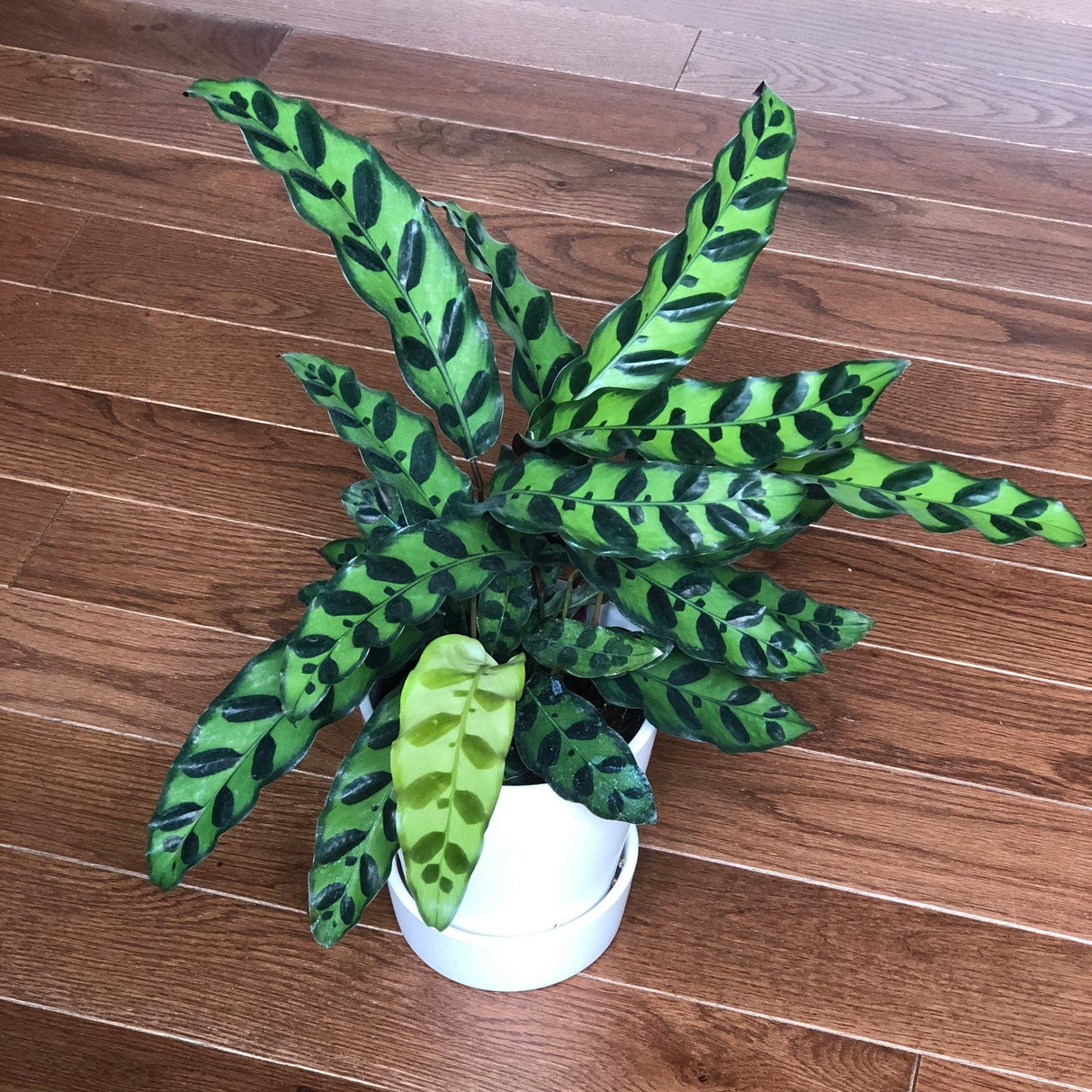 Rattlesnake Calathea - Lancifolia - Indoor calathea plant