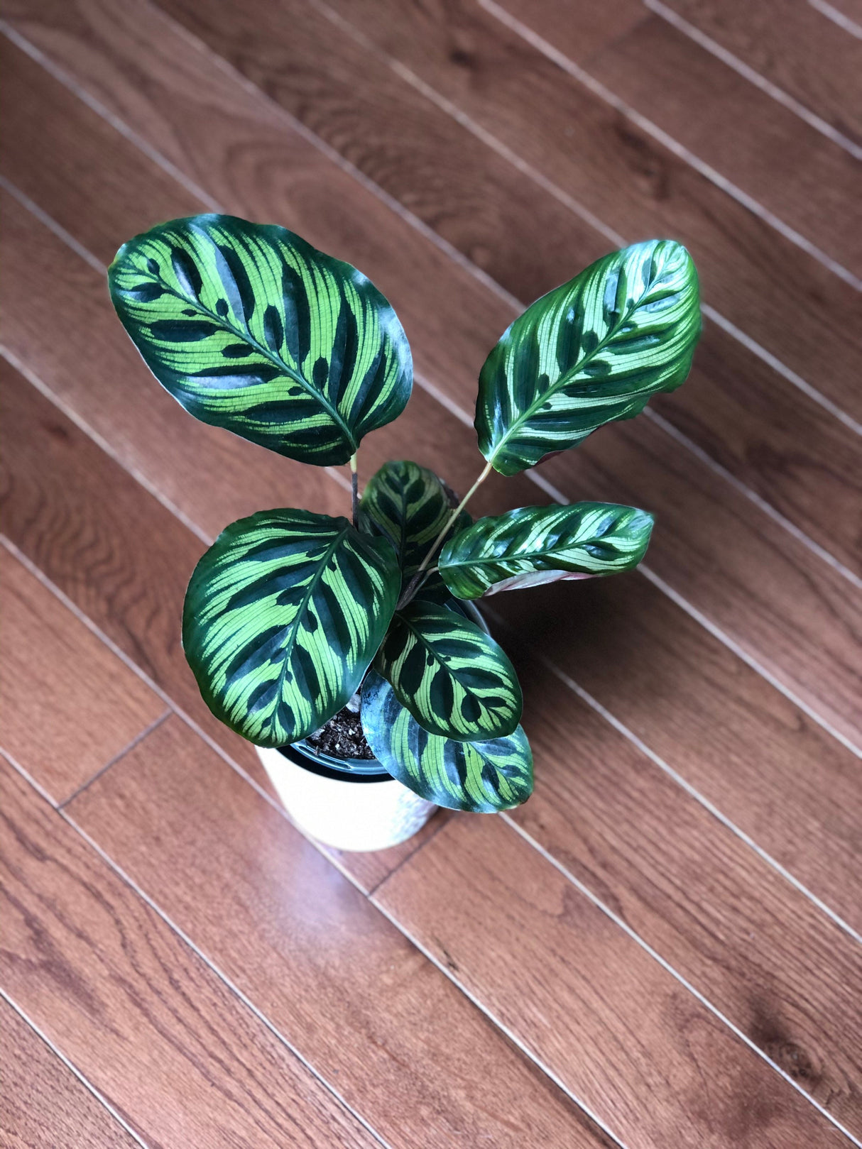 Rare Calathea makoyana in a 2" nursery pot easy care houseplant - Beautiful Peacock Calathea - Air purifier plant - Rare Houseplant