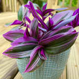 Rare Tradescantia Nanouk Fluminen Lilac in Nursery Pot Extremely RARE