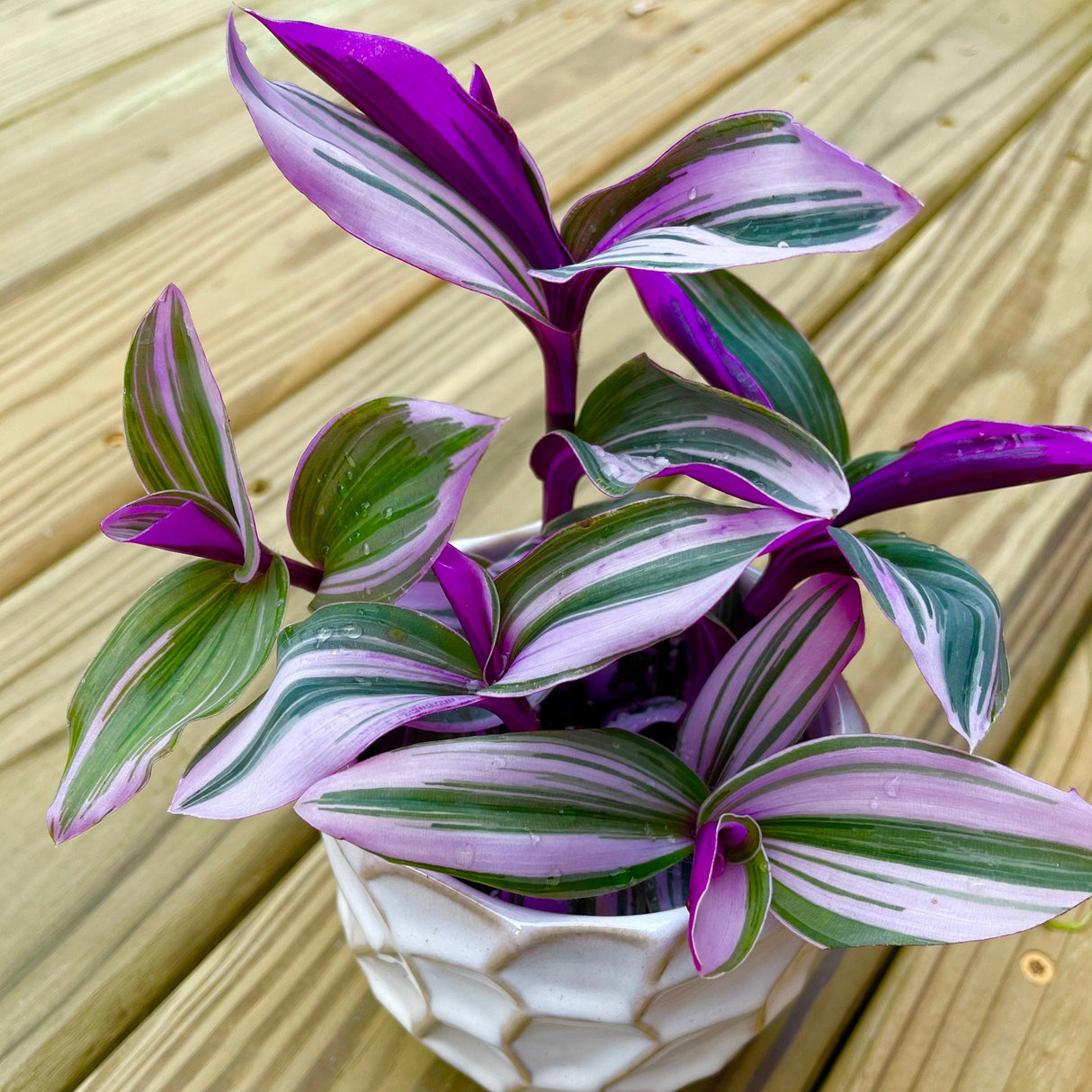 Rare Tradescantia Nanouk Fluminen Lilac in Nursery Pot Extremely RARE
