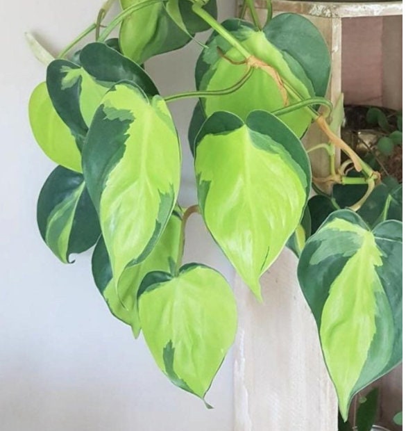 Rare Pothos cuttings Mix- Marble Pothos, Heart Leaf Philodendron, Silver Pothos, Njoy, Cebu Blue, Neon, Tradescantia, Pick and Choose