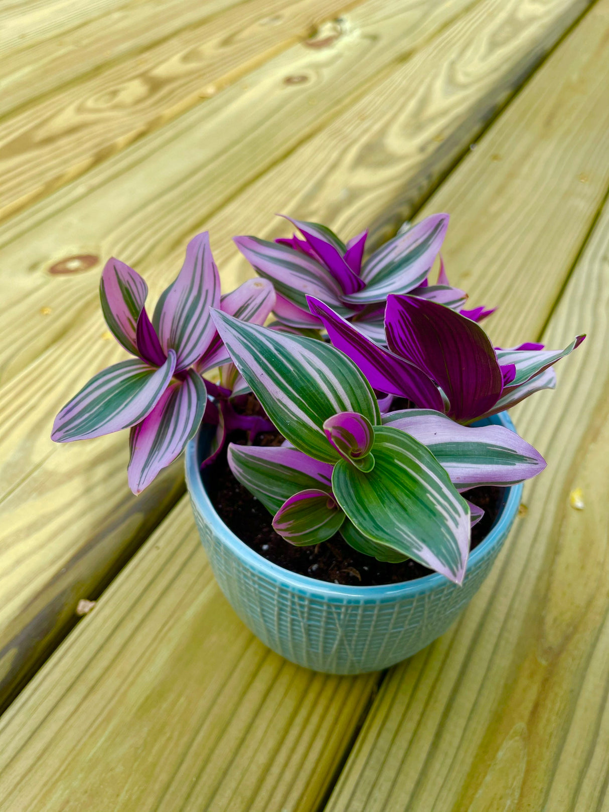 Rare Tradescantia Nanouk Lilac Plant | Rare Tradescantia Pot | Rare Pink Wandering Jew  | Easy care hardy indoor houseplant in a nursery pot