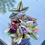 Tradescantia Nanouk Lilac Plant, Pink Silver Wandering Jew Mix Pot - 4" Pot of indoor tradescantia