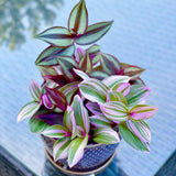 Tradescantia Nanouk Lilac Plant, Pink Silver Wandering Jew Mix Pot in a 4" Pot