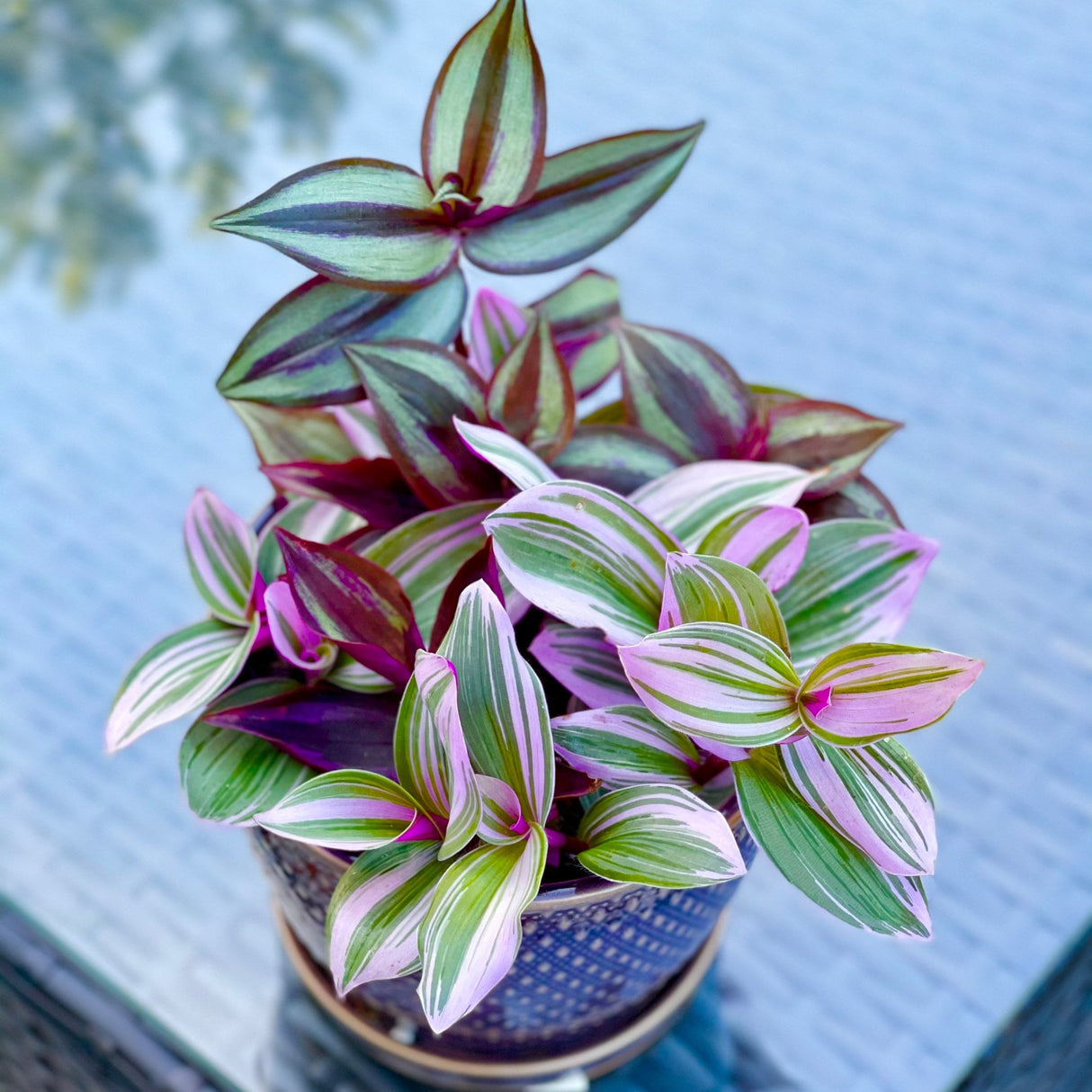 Tradescantia Nanouk Lilac Plant Cuttings Mix