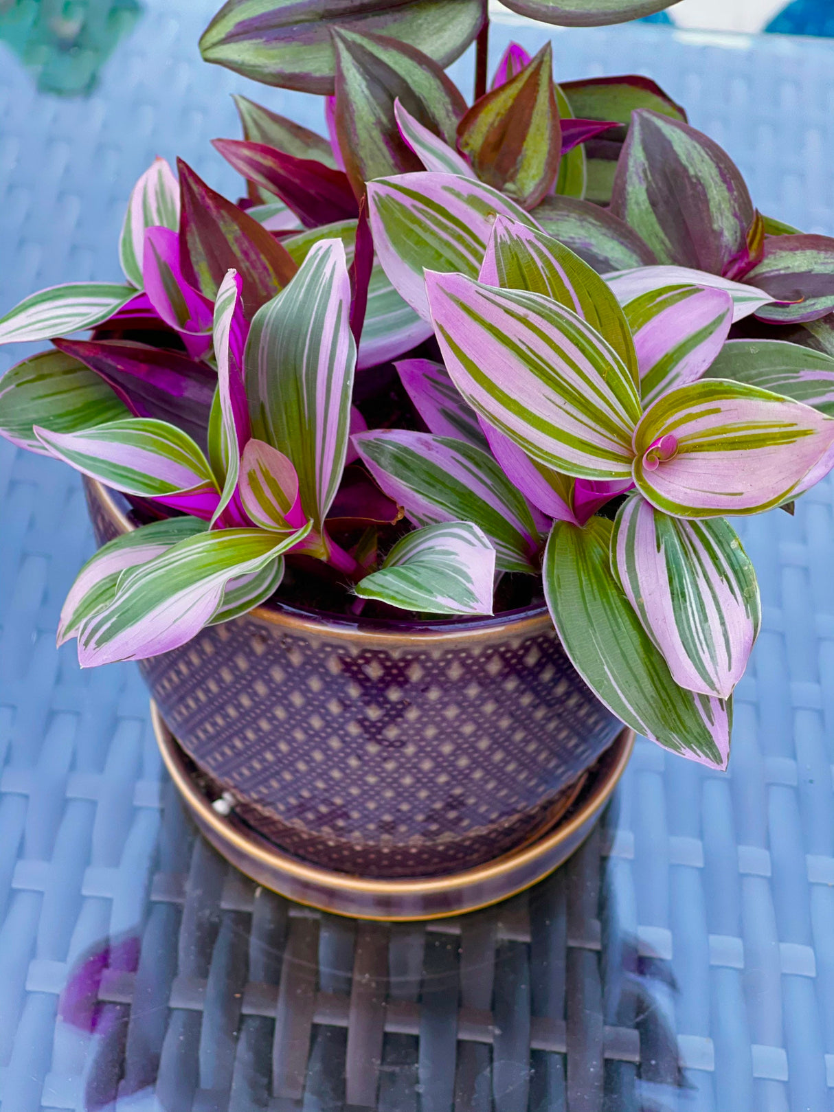 Tradescantia Nanouk Lilac Plant, Pink Silver Wandering Jew Mix Pot in a 4" Pot