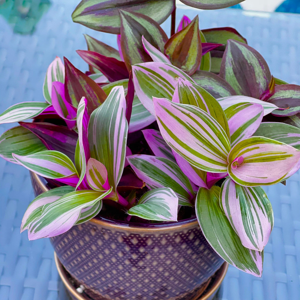 Tradescantia Nanouk Lilac Plant, Pink Silver Wandering Jew Mix Pot - 4" Pot of indoor tradescantia