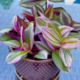 Tradescantia Nanouk Lilac Plant, Pink Silver Wandering Jew Mix Pot - 4" Pot of indoor tradescantia