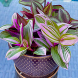 Tradescantia Nanouk Lilac Plant Cuttings Mix