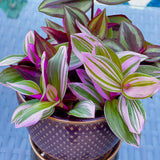 Tradescantia Nanouk Lilac Plant, Pink Silver Wandering Jew Mix Pot in a 4" Pot