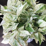 Rare Pothos cuttings Mix