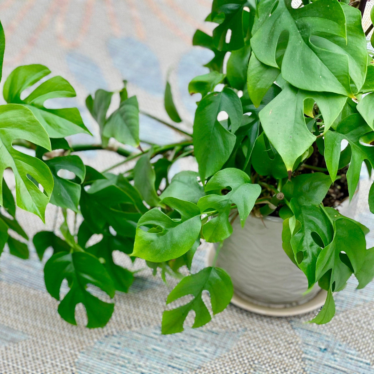 Rare Monstera Minima