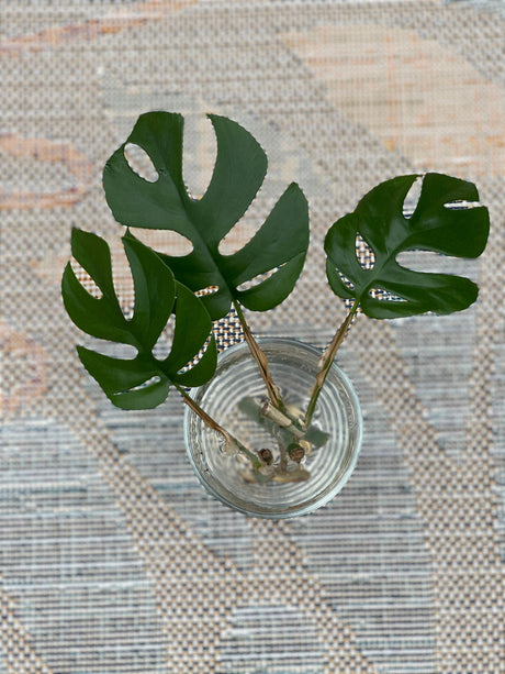 Rare Monstera Minima | Rhaphidophora Tetrasperma | Mini Monstera | UNROOTED Plant Cutting | Indoor Plants | Tretrassperma Philodendron