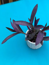 Rare Wandering Jew | Purple Heart | 'Purpurea' Succelent | Purple Queen Plant