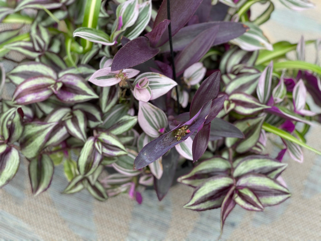 Rare Wandering Jew | Purple Heart | 'Purpurea' Succelent | Purple Queen Plant