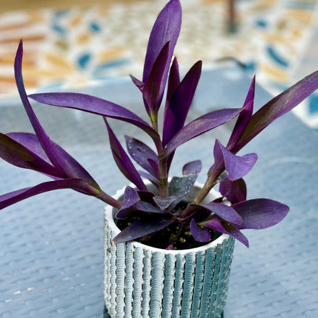 Rare Wandering Jew