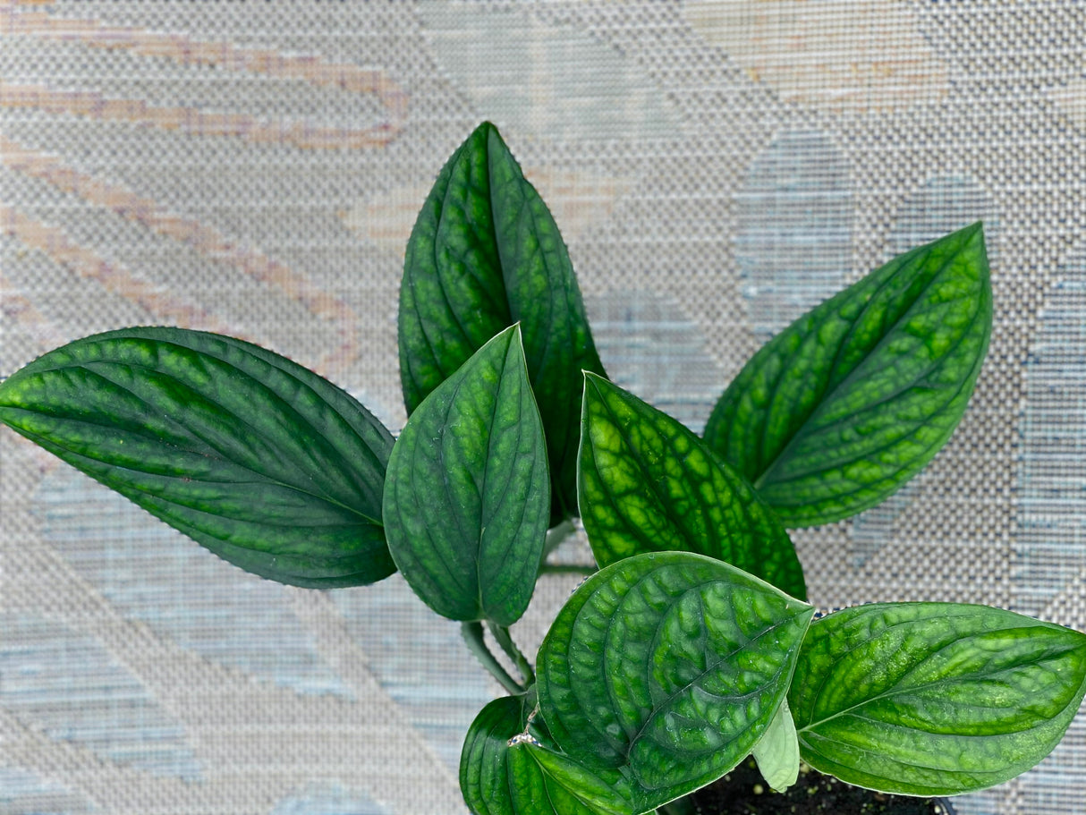 Monstera Peru Cuttings - Indoor rare plants - Easy care houseplant - Peru plant - Vining indoor plant