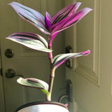 Rare Tradescantia Nanouk Fluminen Lilac in Nursery Pot Extremely RARE