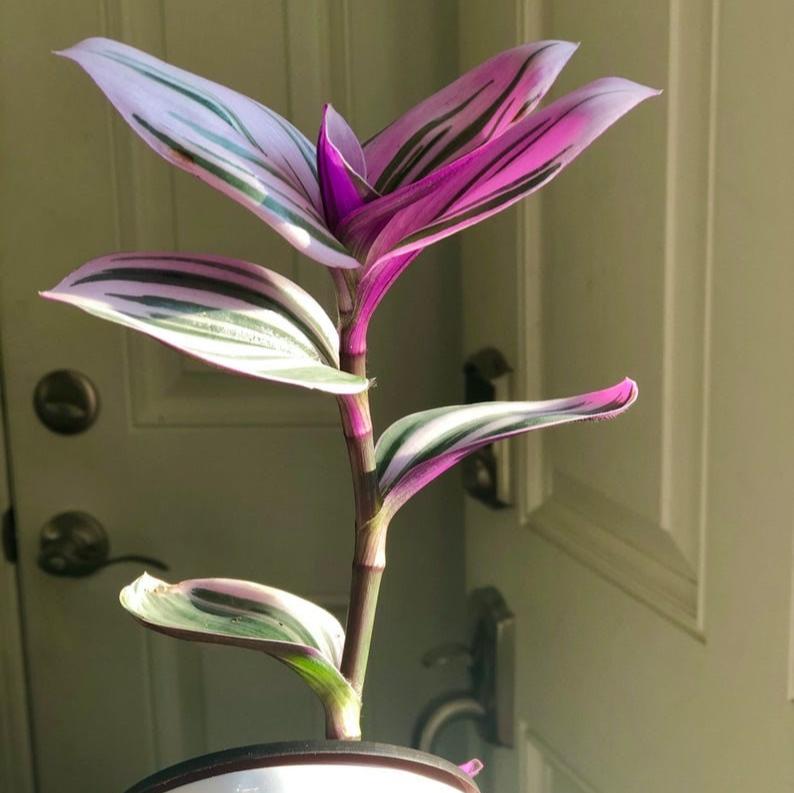 Rare Tradescantia Nanouk Lilac Plant | Rare Pink Wandering Jew | houseplant in a nursery pot