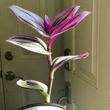 Rare Tradescantia Nanouk Lilac Plant | Rare Pink Wandering Jew | houseplant in a nursery pot