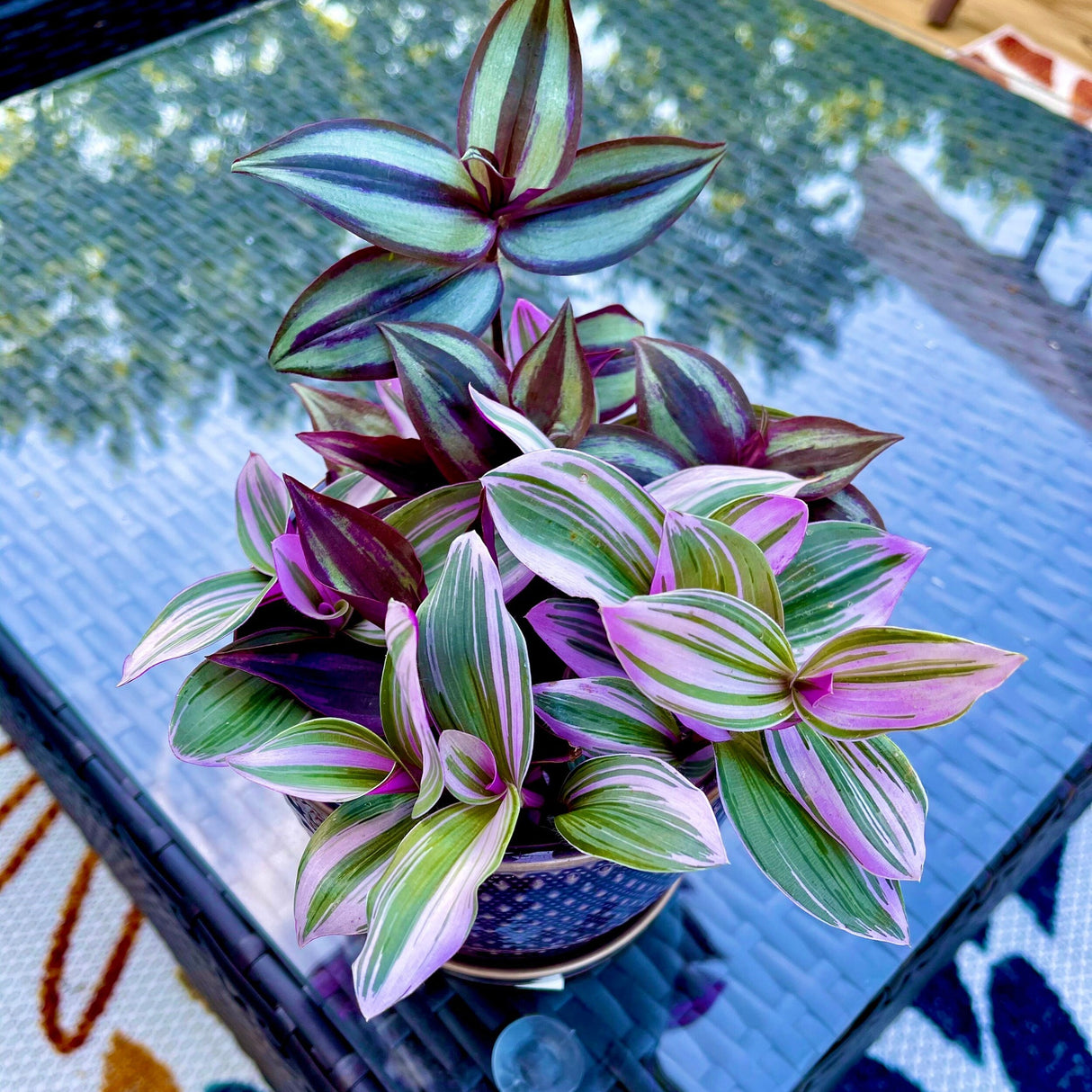 Tradescantia Nanouk Lilac Plant, Pink Silver Wandering Jew Mix Pot - 4" Pot of indoor tradescantia