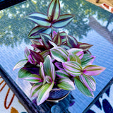 Tradescantia Nanouk Lilac Plant, Pink Silver Wandering Jew Mix Pot - 4" Pot of indoor tradescantia